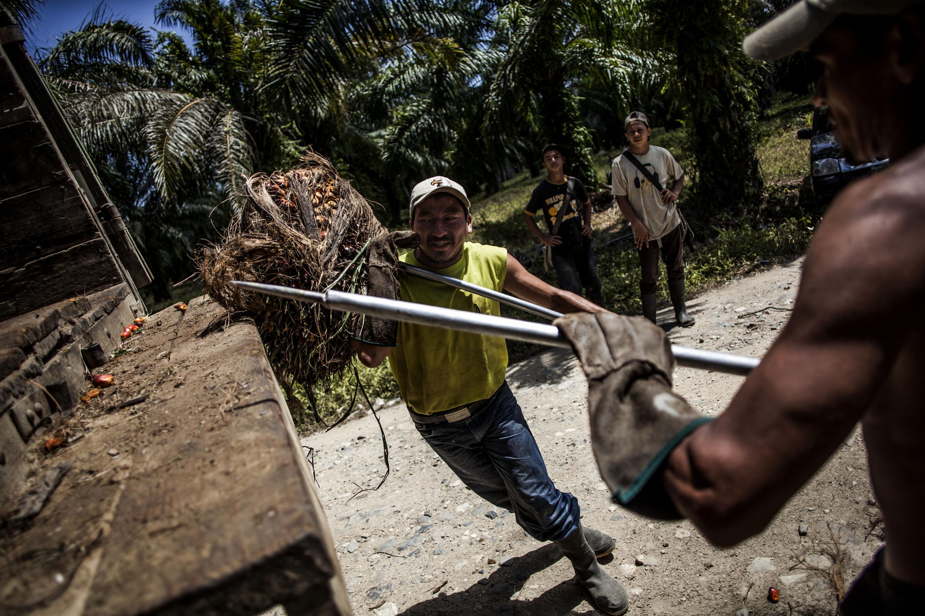 Las tierras en el valle del Aguán fueron entregadas a decenas de cooperativas campesinas con las reformas agrarias aprobadas en Honduras hace más de tres décadas. En los años noventa, el país aplicó contra reformas que permitieron la venta  de las tierras. Los campesinos aseguran que fueron presionados u obligados a vender. En definitiva, terratenientes pudieron hacerse de grandes extensiones de terreno, otrora de los campesinos.
