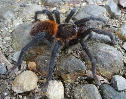 Imagen de una tarántula hembra 