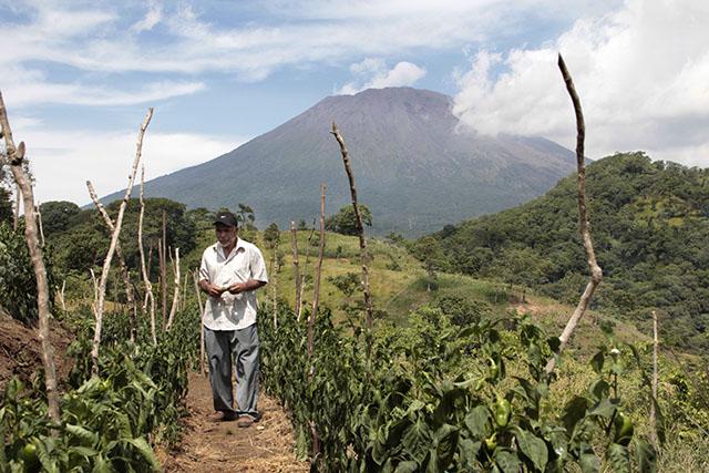 Miguel Ángel Ulloa —de Chambala, Chinameca en San Miguel— perdió sus cinco manzanas de maíz. También sus plantaciones de café, chile y tomate sufrieron daños. La ceniza del volcán Chaparrastique contribuyó al recalentamiento del suelo y a las quemaduras en los cultivos. 