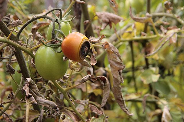 Tomates dañados en la plantación de Miguel Ángel Ulloa en Chinameca, San Miguel. Según el propietario, la ceniza del Chaparrastique que se posa en los cultivos, junto con el calor del sol, les causa quemaduras. El agricultor perdió alrededor del 85 % de la plantación. 