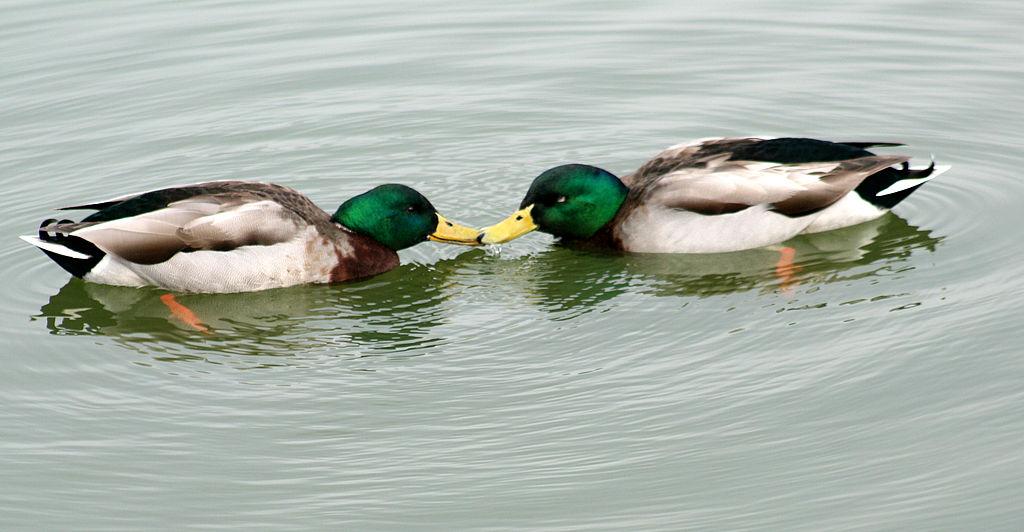Una pareja de patos machos (Anas platyrhynchos) durante un cortejo. Autor: Brocken Inaglory, Creative Commons.