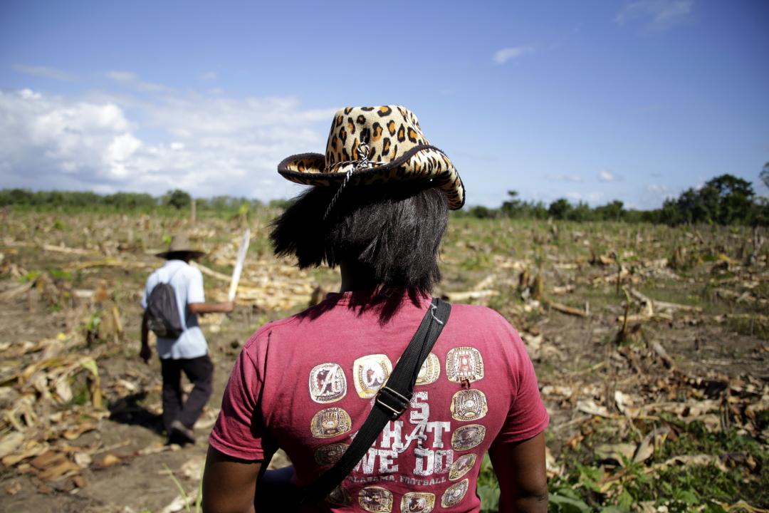 In Luxón, workers walk through a field where their crops were destroyed by the National Police and a special forces unit of the Army. November 28, 2018. Photo: Martín Cálix