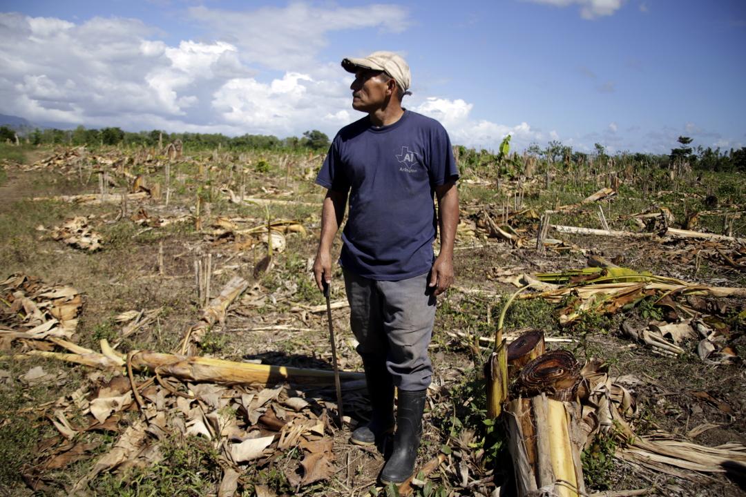 José García, 48 years old, member of the Luxón community in the Aguán Valley, contemplates the destruction of crops they hoped would feed their families. Photo: Martín Cálix