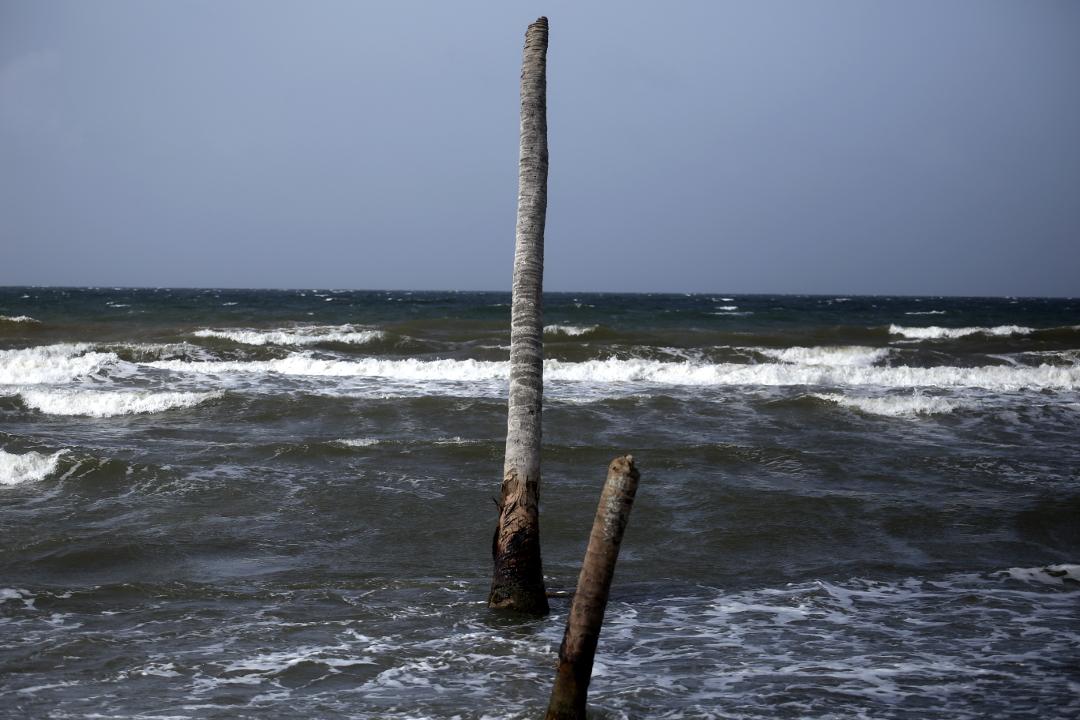 Coconut palms overtaken by the sea, Barra del Motagua. Photo: Martín Cálix