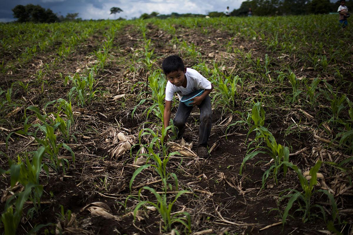Taking advantage of the break season for the end of the school year, a boy spends the morning fertilizing milpa plants in a field near the community of Rocjá Pomtilá, Alta Verapaz, in November 2016. Photo: Simone Dalmasso/Plaza Pública