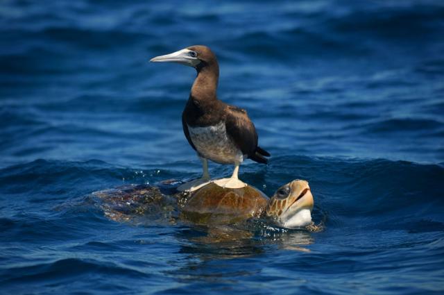 Una oenegé panameña cree que el aumento en el tránsito marítimo como consecuencia de la ampliación del Canal de Panamá afectará a la fauna marina de toda la región centroamericana, incluido El Salvador. Foto archivo El Faro.