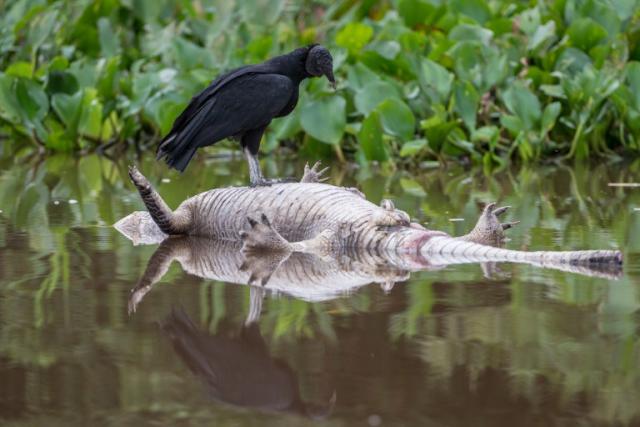 Un urubu ( Coragyps atratus ﻿ brasiliensis ) se alimenta de un caimán ( Caiman yacare ﻿) muerto que flota en el río Paraguay a su paso por Pantanal, el humedal más extenso del mundo. ﻿Foto Yasuyoshi Chiba (AFP)﻿" /></div> <figcaption class=