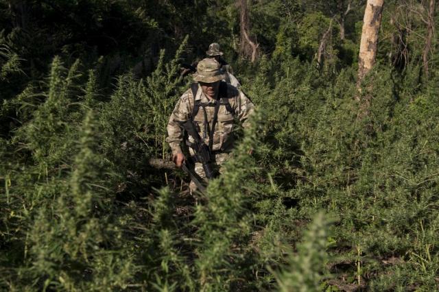 Agentes de la Secretaría Nacional Antidrogas paraguaya caminan entre uno de los incontables campos de marihuana ilegales desde los que se abastece el mercado uruguayo, red que se pretende golpear con la legalización del cannabis. Foto archivo El Faro.﻿" /></div> <figcaption class=