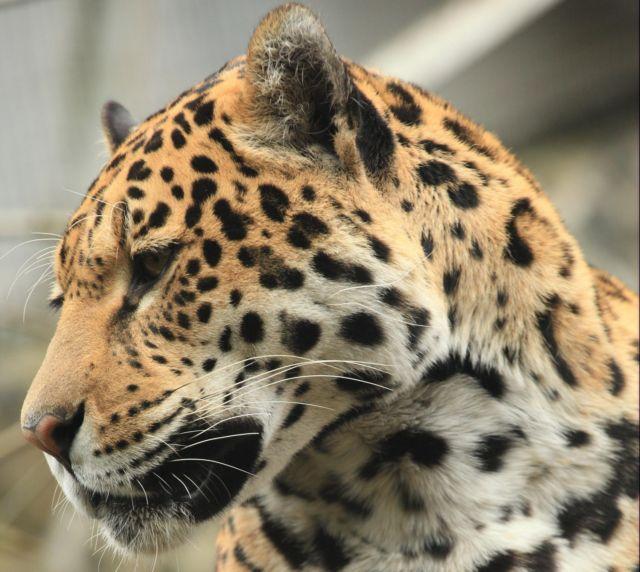 Pese a la reducción de su hábitat en el continente, al jaguar no le está yendo tan mal. En El Salvador este felino desapareció a mediados del siglo XX. Foto morgueFile.com﻿.﻿" /></div> <figcaption class=