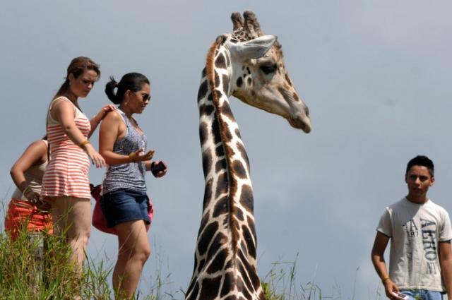 Turistas del zoológico Joya Grande junto a Big boy, la jirafa que se ha convertido en uno de los reclamos del ecoparque confiscado por el Estado a un grupo de presuntos narcos hondureños. Foto Orlando Sierra (AFP).