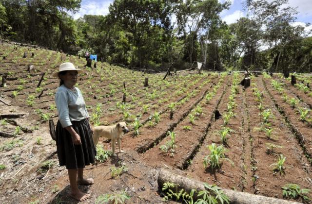 La boliviana Pola Cubo muestra su cultivo de maíz y coca en Inca, una comunidad de Apolo, un municipio fronterizo con Perú en el que los narcotraficantes compran la producción a precios muy bajos. Foto Aizar Raldes (AFP).