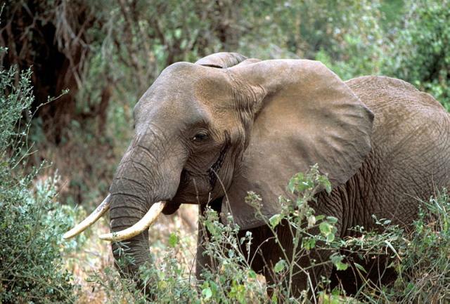 Elefante africano, el mamífero más grande sobre la faz de la Tierra. Foto Gary M. Stolz (U.S. Fish and Wildlife Service﻿).
