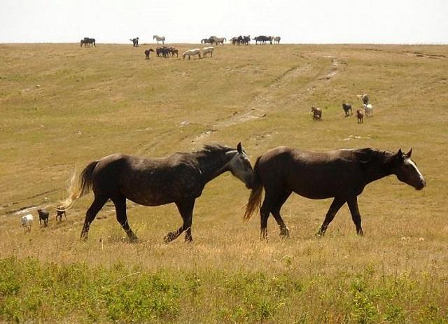 Caballos salvajes de Livno, Bosnia, otro de los pocos lugares de Europa en los que grupos de equipos sin domesticar viven en libertad. Foto Brian Eager.