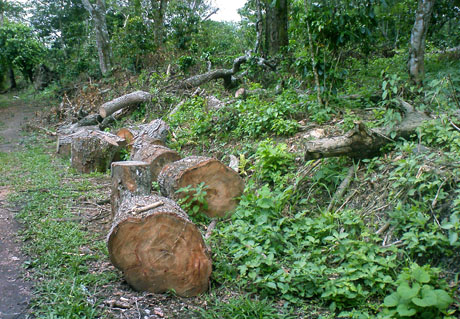 Arboles talados en la finca El Espino. Foto cortesía