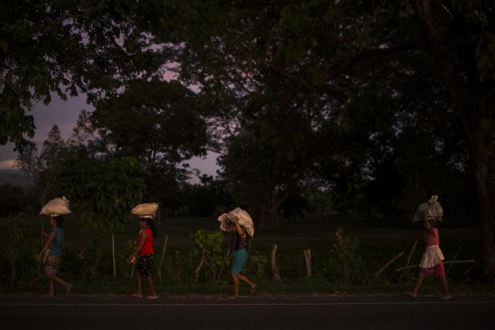 Margarita Román, de 55 años; Dora Alicia Linares, de 56; Aracely Landaverde, de 50; y Virginia Linares, de 80, descansan por diez minutos, alzan sus sacos llenos de granos de maíz y vuelven a caminar sobre la carretera que conduce a la playa Garita Palmera, en el municipio de San Francisco Menéndez, en Ahuachapán, El Salvador. Van de regreso a su vivienda, en la colonia San José. Cada dos días, las cuatro recorren alrededor de siete kilómetros para llegar a una zona de terrenos privados donde se cosechó maíz y recogen lo que sobra, los granos sueltos que dejaron tirados en el suelo los cortadores. Reúnen cada una alrededor de 25 libras, doce kilos, y regresan cargadas, otros siete kilómetros. Del fruto de cada jornada sacan unos cuatro dólares con los que compran pan, azúcar y café para sobrevivir. Después de Santa Ana, San Francisco Menéndez es el municipio de El Salvador que más mujeres había expulsado hacia Estados Unidos hasta el 31 de julio de 2019, según los datos de la Dirección General de Migración. Aracely, que camina tercera en la fila, tiene a dos de sus cuatro hermanos en Los Ángeles y Nueva York. Dice que nunca ha recibido ayuda de ellos. Foto: Víctor Peña.