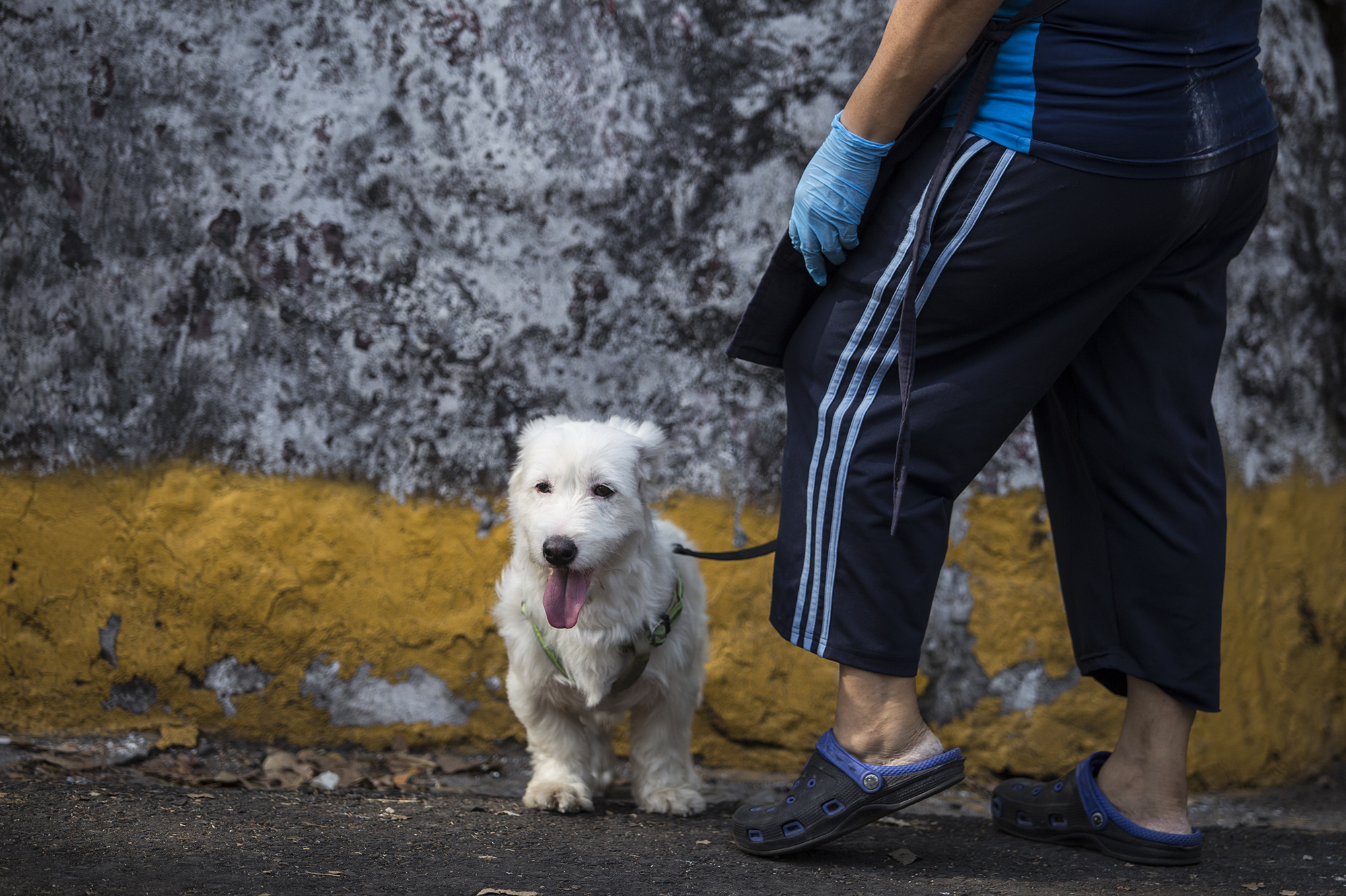 Colmillo fue retenido. La Policía lo retuvo junto a un hombre, en las cercanías del parque infantil, en San Salvador. Su dueña lo recogió en el centro de contención, ubicado en la Villa Centroamericana del municipio de Ayutuxtepeque. Foto de El Faro: Víctor Peña. 