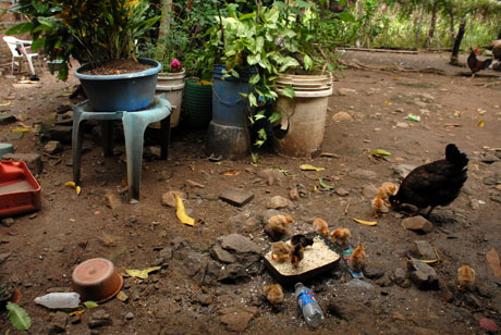 Las aves de corral se alimentan hoy en el patio donde el campesino encontró la vasija con unos 4 kilogramos en monedas antiguas.