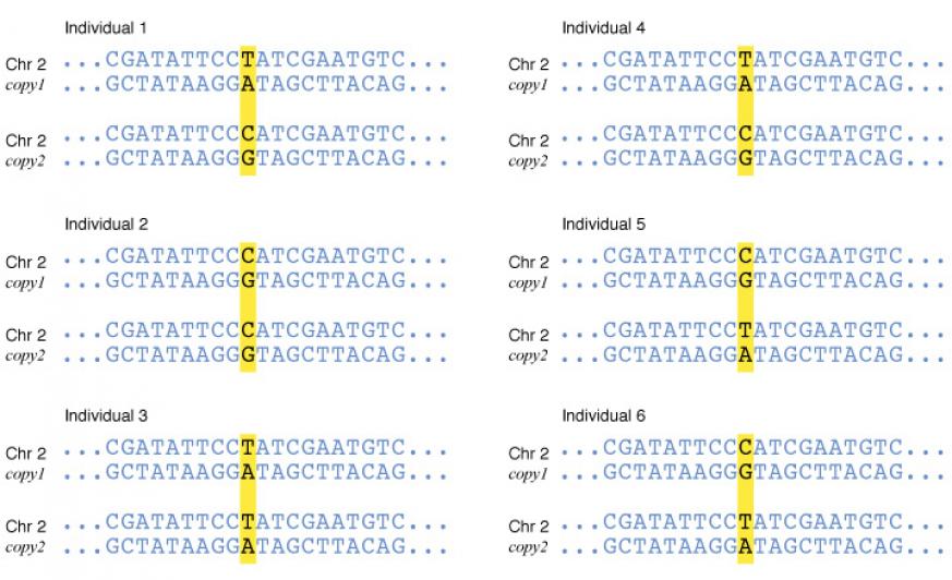 Los SNP (pronunciados “snips”) son la variación de un solo par de bases nitrogenadas en el genoma humano. Gracias a los SNP es posible obtener nuestra herencia genética étnica. Parce ser que una porción del cromosoma X y otra del cromosoma 8 está asociado con la homosexualidad en los hombres. Imagen por Darryl Leja, NHGRI, unlockinglifescode.org