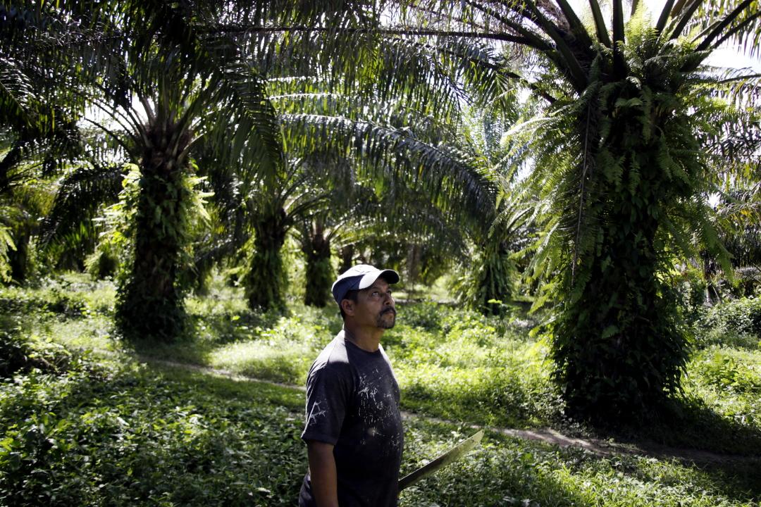 Guadalupe Casasola, 54 years old, observes a palm plantation in the Luxón community, in dispute with the Unión San Francisco co-op. Palm oil monoculture covers most of the Aguán Valley territory. Photo: Martín Cálix