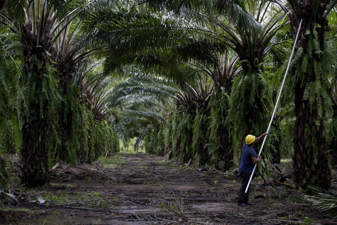 Workers on the African Palm plantations earn about $8 dollars a day. The industry, meanwhile, generated $364 million dollars, in the export of 469,000 tons, in 2017. Photo: Martín Cálix
