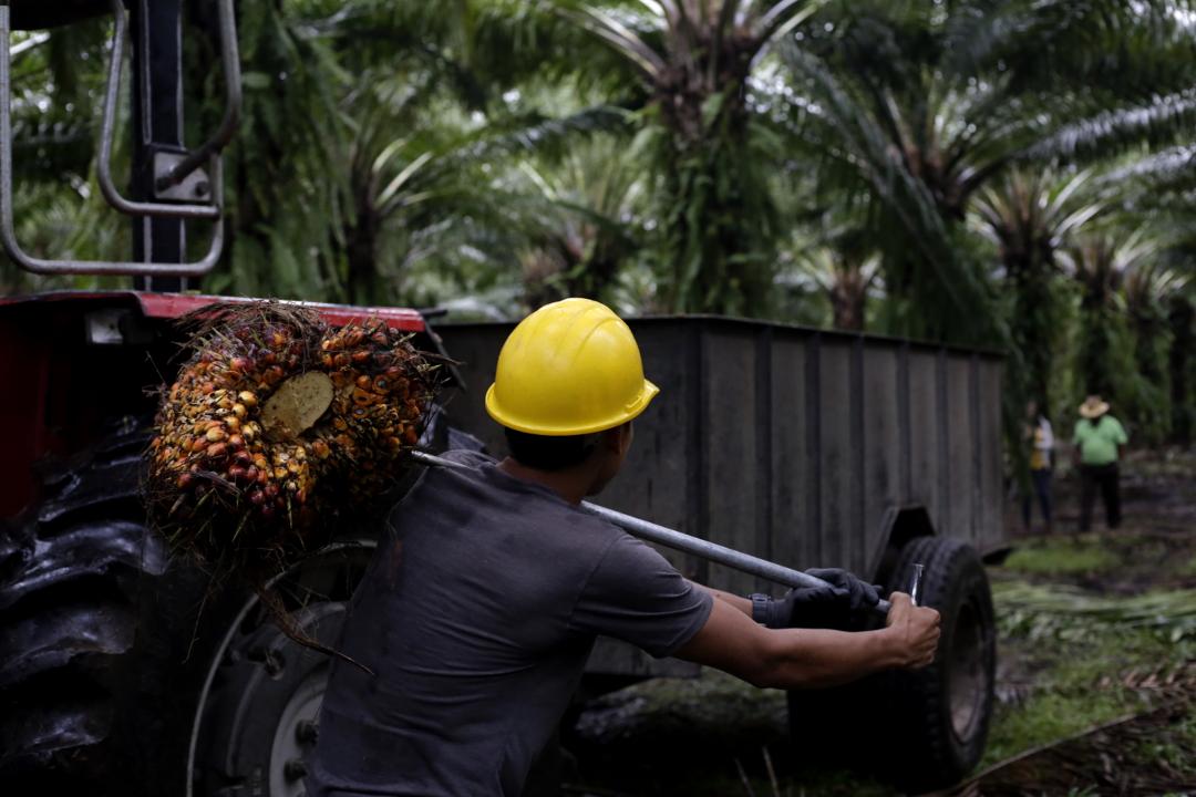 A worker loads palm fruit onto a tractor for processing in Coapalma. Photo: Martín Cálix