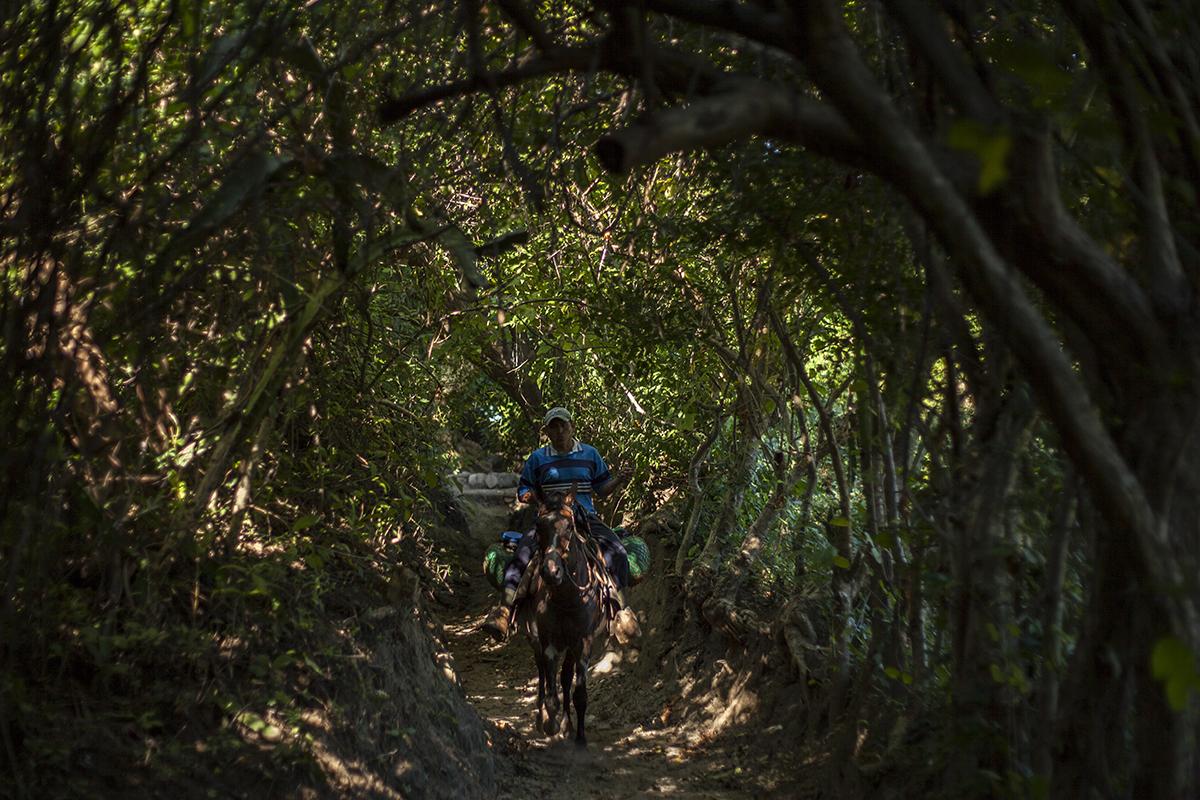 Javier Elías Vásquez, vecino de Córdova, viaja en su caballo Capulín hacia el cantón Planes de las Delicias, el poblado más cercano. El camino que une ambas comunidades exige vadear el río Tihuapa, y a caballo puede recorrerse en una media hora. Foto Víctor Peña.