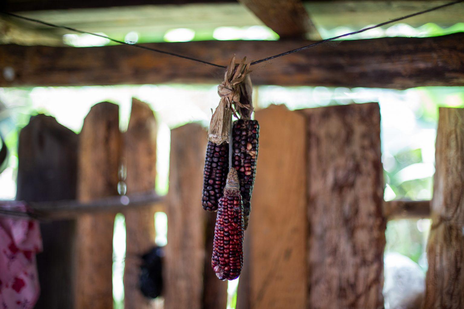 Three ears of maize hang from a rope in the kitchen of a home. Maize is one of the staple foods of the Lenca families from the mountains.  Opatoro, La Paz, August 8 2020. Photo: Martín Cálix