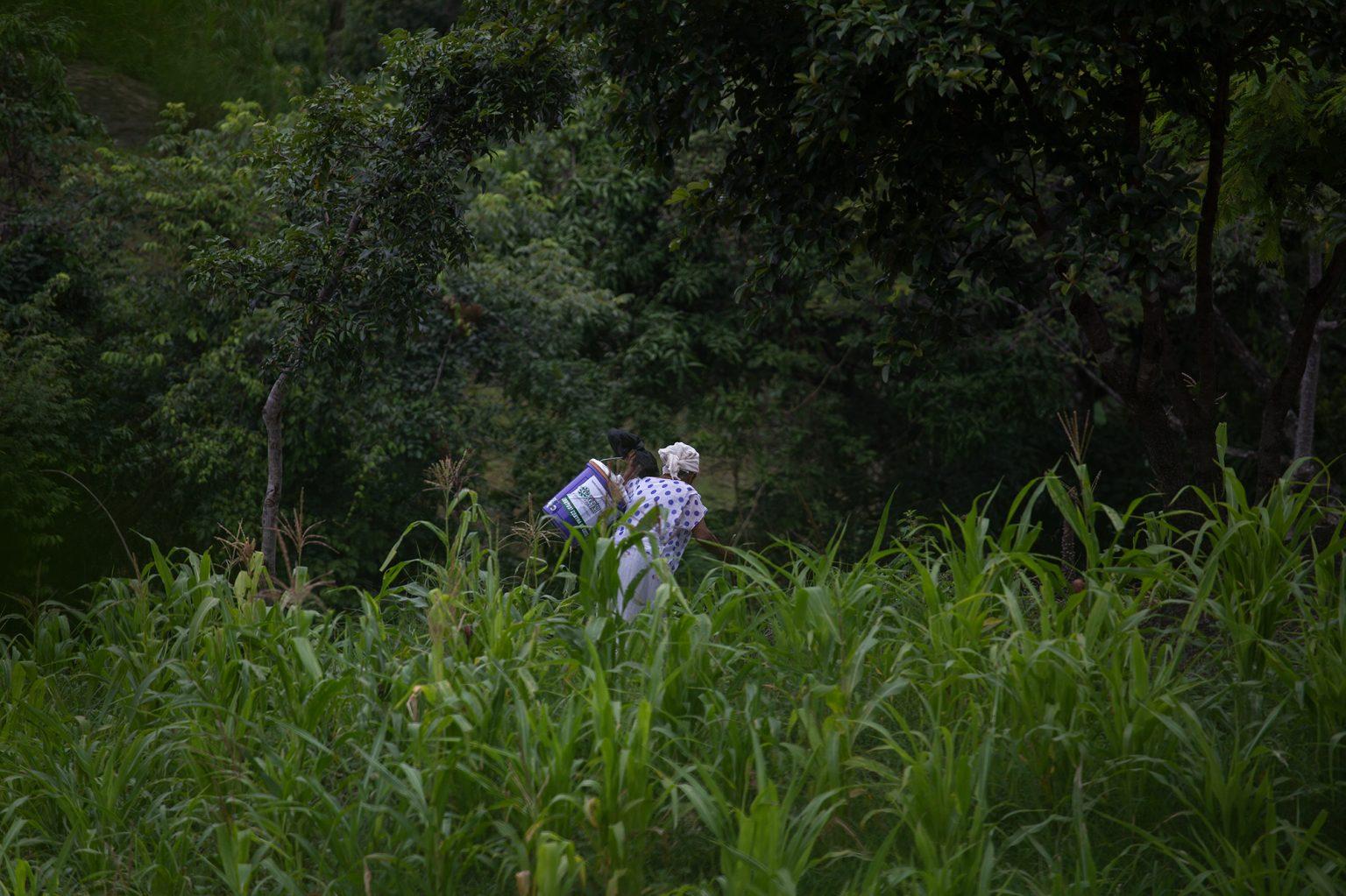 A woman crosses the corn field with a water filter on her back. The water filter, delivered by the Honduran Red Cross, will help her family purify the water consumed directly from the closest water source, the closest thing at the moment to potable water. Curarén, August 27 2020. Photo: Martín Cálix
