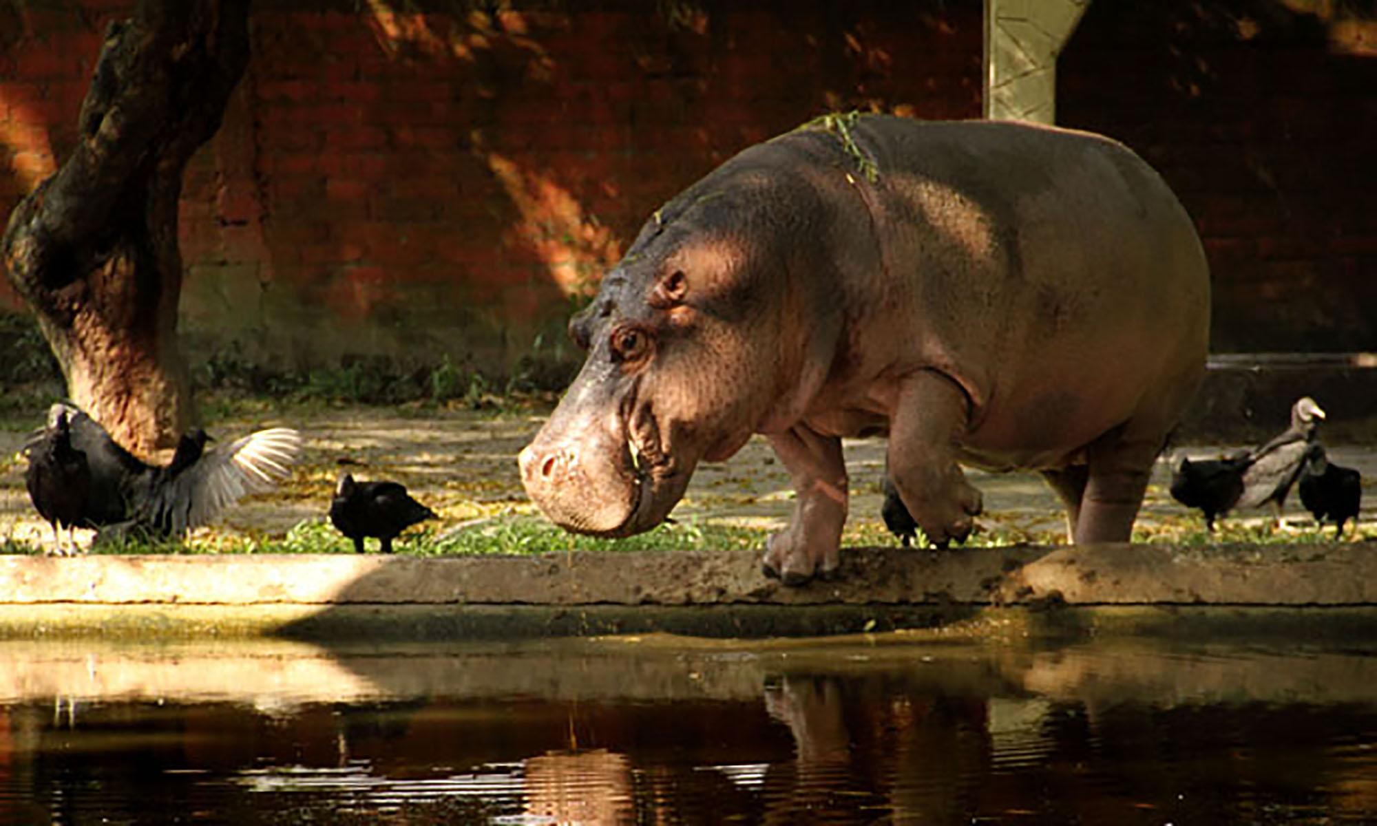 Gustavito es el hipopótamo (Hippopotamus amphibius) sustituto de Alfredito, el especimen que falleció en 2004 supuestamente por la ingesta de una manzana, aunque su vientre se encontraba lleno de heno seco, con el cual habían reemplazado la alimentación a la cual estaba habituado el mamífero.