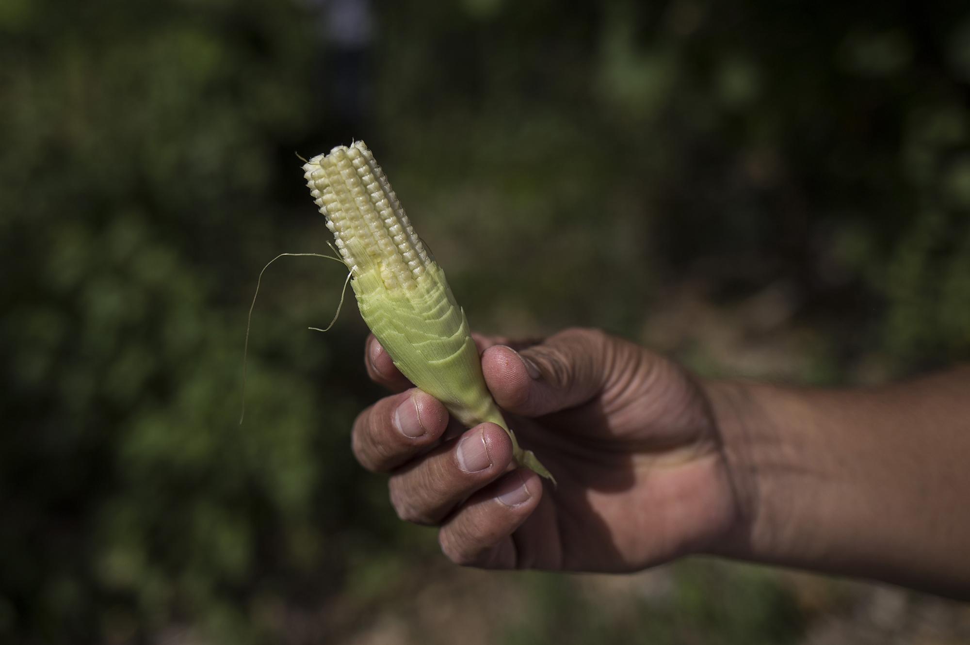 Un agricultor muestra una mazorca de maíz, en el caserío Las Pavas, del cantón Santa Cruz la Loma, en el municipio de Jucuapa, Usulután. Foto de El Faro, por Víctor Peña.