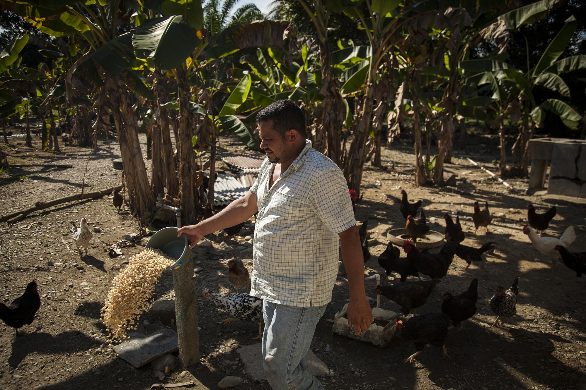 Elías Espinoza da de comer a sus gallinas, en su vivienda sumergida en un mar de palma africana, cerca de la fabrica CAICESA, propiedad de Grupo Jaremar./ Foto El Faro: Víctor Peña
