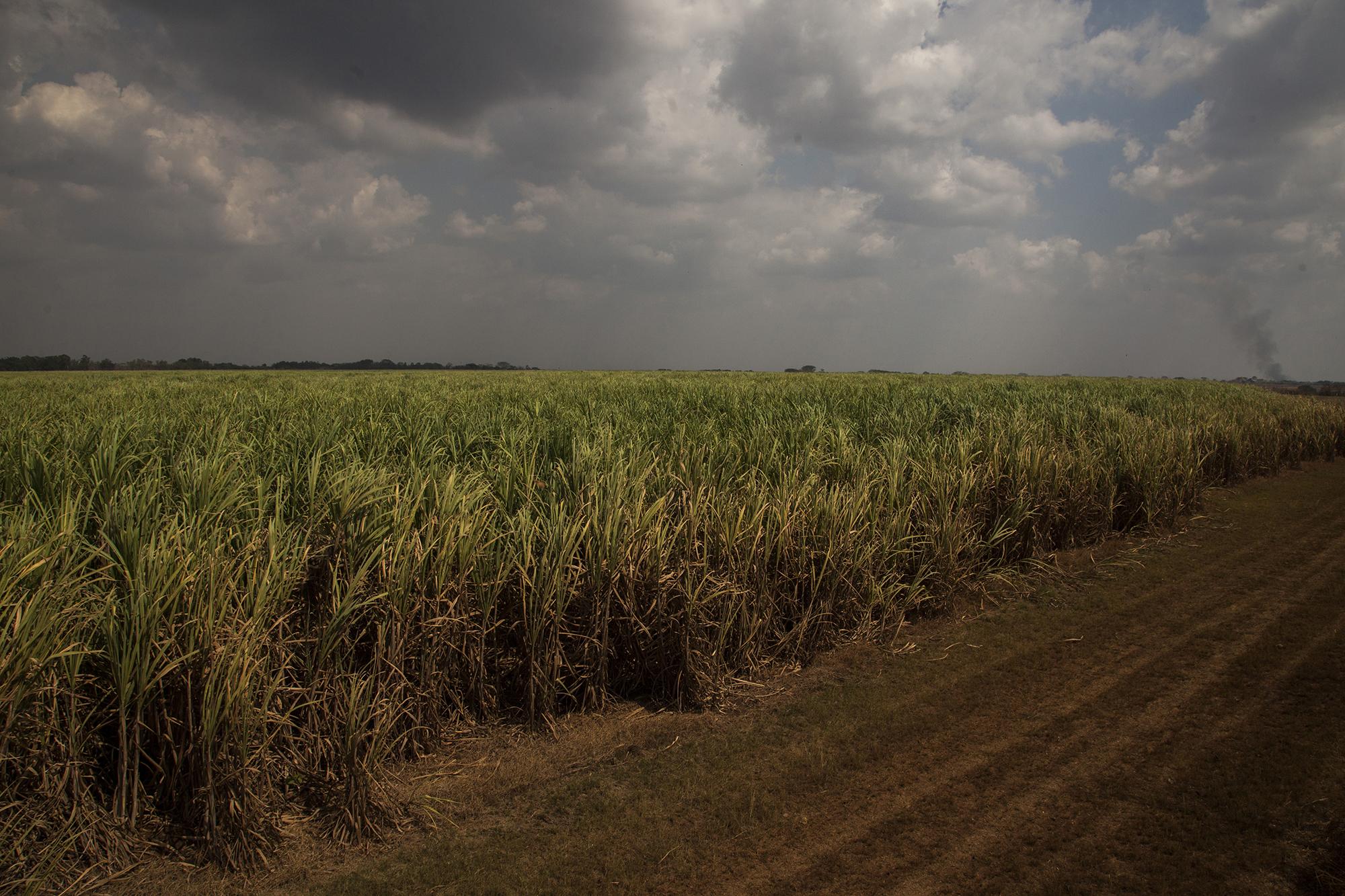 El 10% del territorio cultivable en Guatemala está lleno de caña de azúcar. Eso es tres veces el tamaño de la ciudad de Nueva York. La caña deja mejores réditos que cultivos como el café, y eso explica la sed por cultivarla. Los márgenes de ganancia en el mercado local y su exportación también son altos. Entre 2011 y 2016, el Estado guatemalteco recibió 708 millones de dólares en impuestos por parte de esta industria. En la imagen, un campo de caña en Nueva Cajolá, del municipio de Champerico, Retalhuleu. /Foto El Faro: Víctor Peña