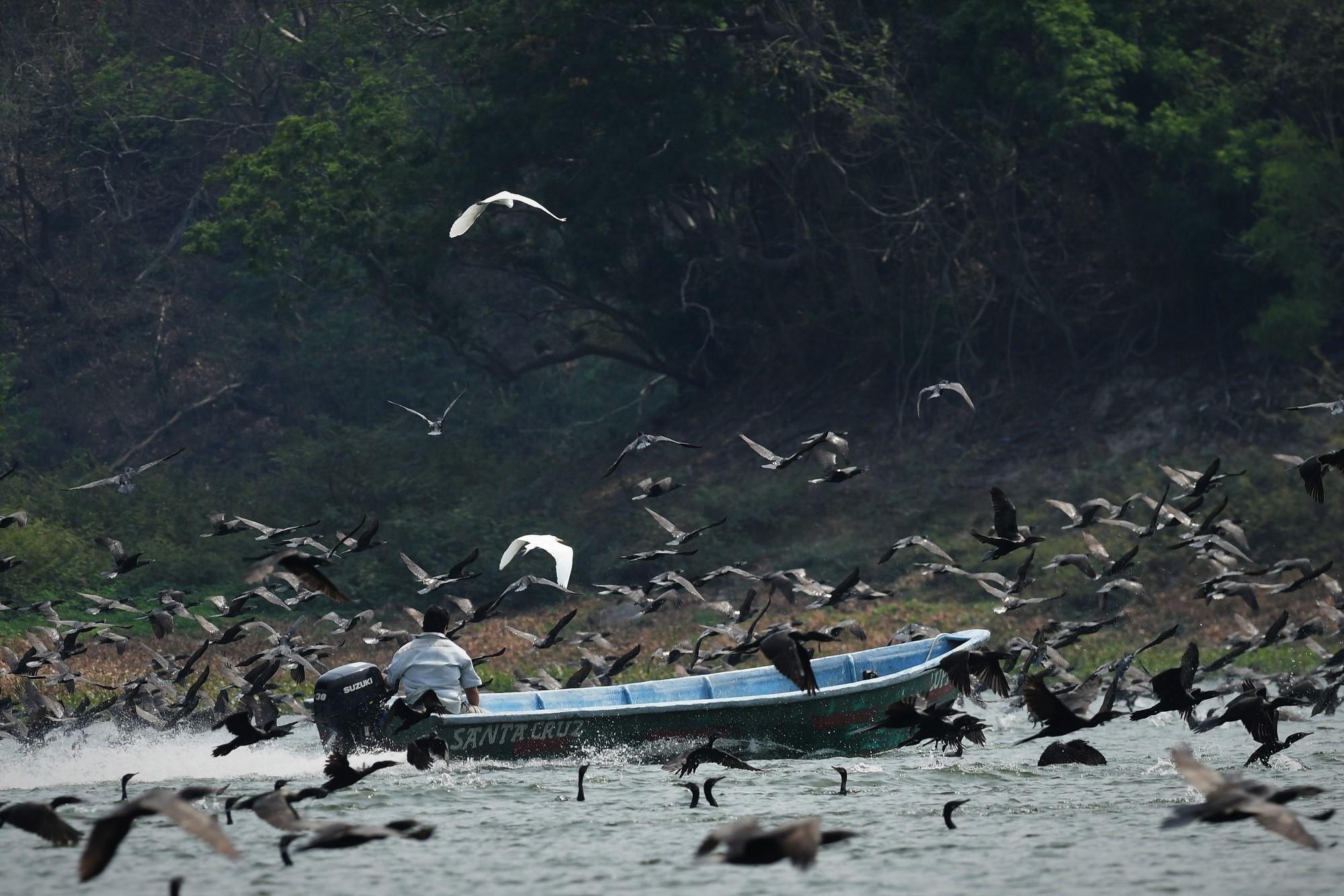 Pescadores y cormoranes se disputan los peces que quedan en el lago Suchitlán. Foto Marvin Recinos (AFP).