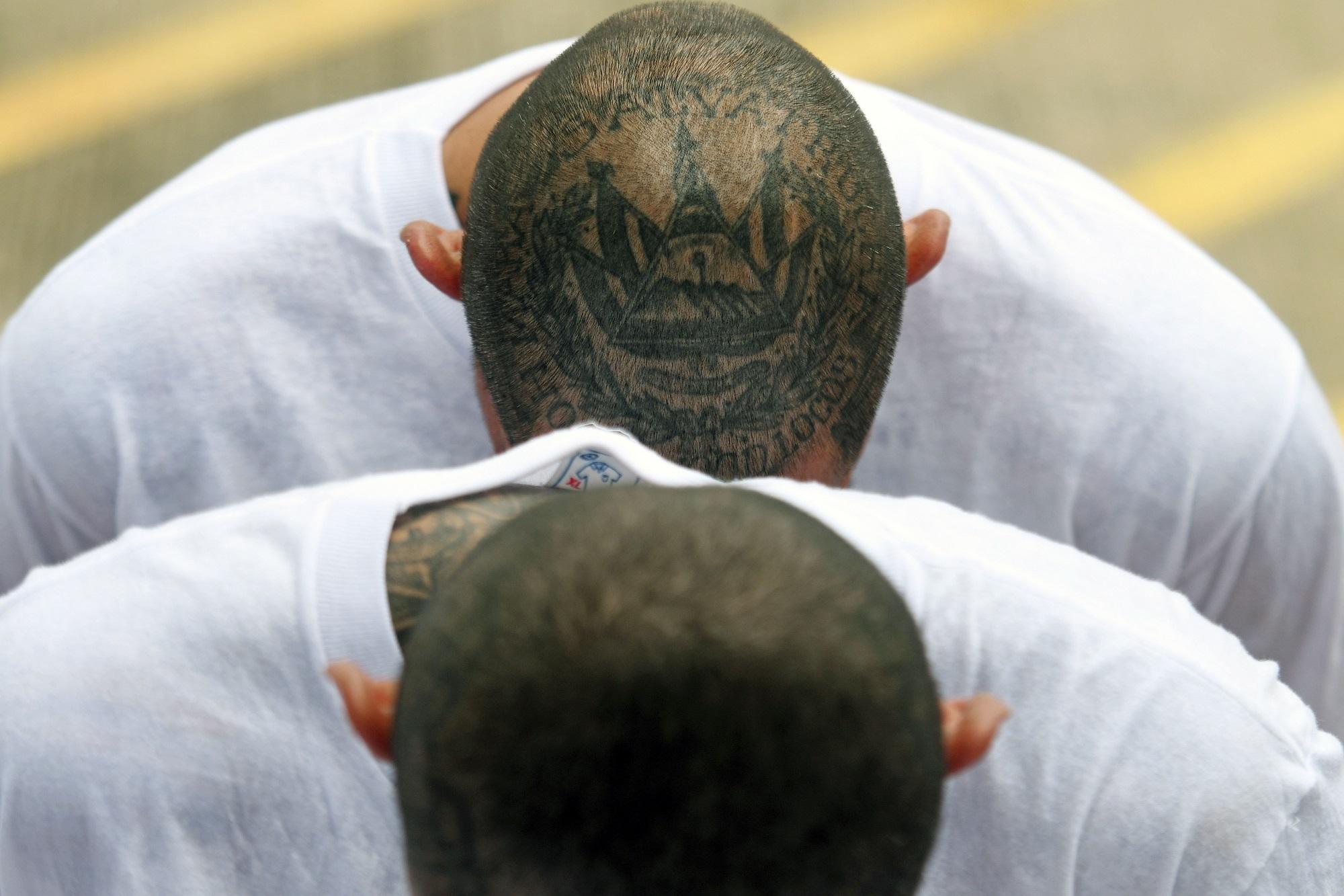 Tatuaje del escudo de El Salvador rodeado con las inscripciones ‘Hollywood Locos’ y ‘Mara Salvatrucha’, en referencia a una de las ‘clicas’ con mayor peso en el organigrama de la MS-13 en el país. Foto Marvin Recinos (AFP).