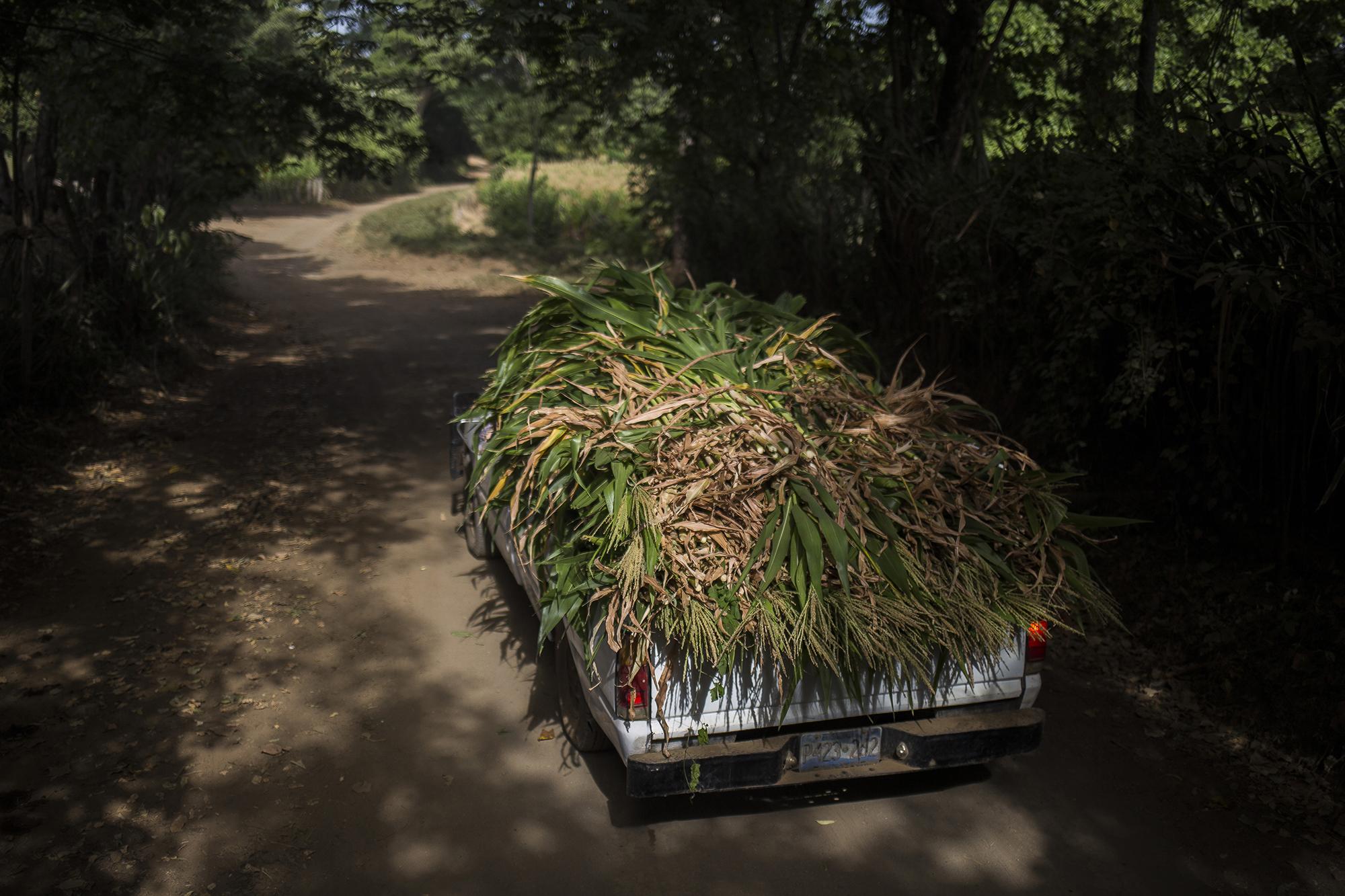 Un camión transporta zacate de milpa que fue retirado de los campos de cultivos, en el caserío Las Pavas, del municipio de Jucuapa, Usulután. Foto de El Faro, por Víctor Peña.