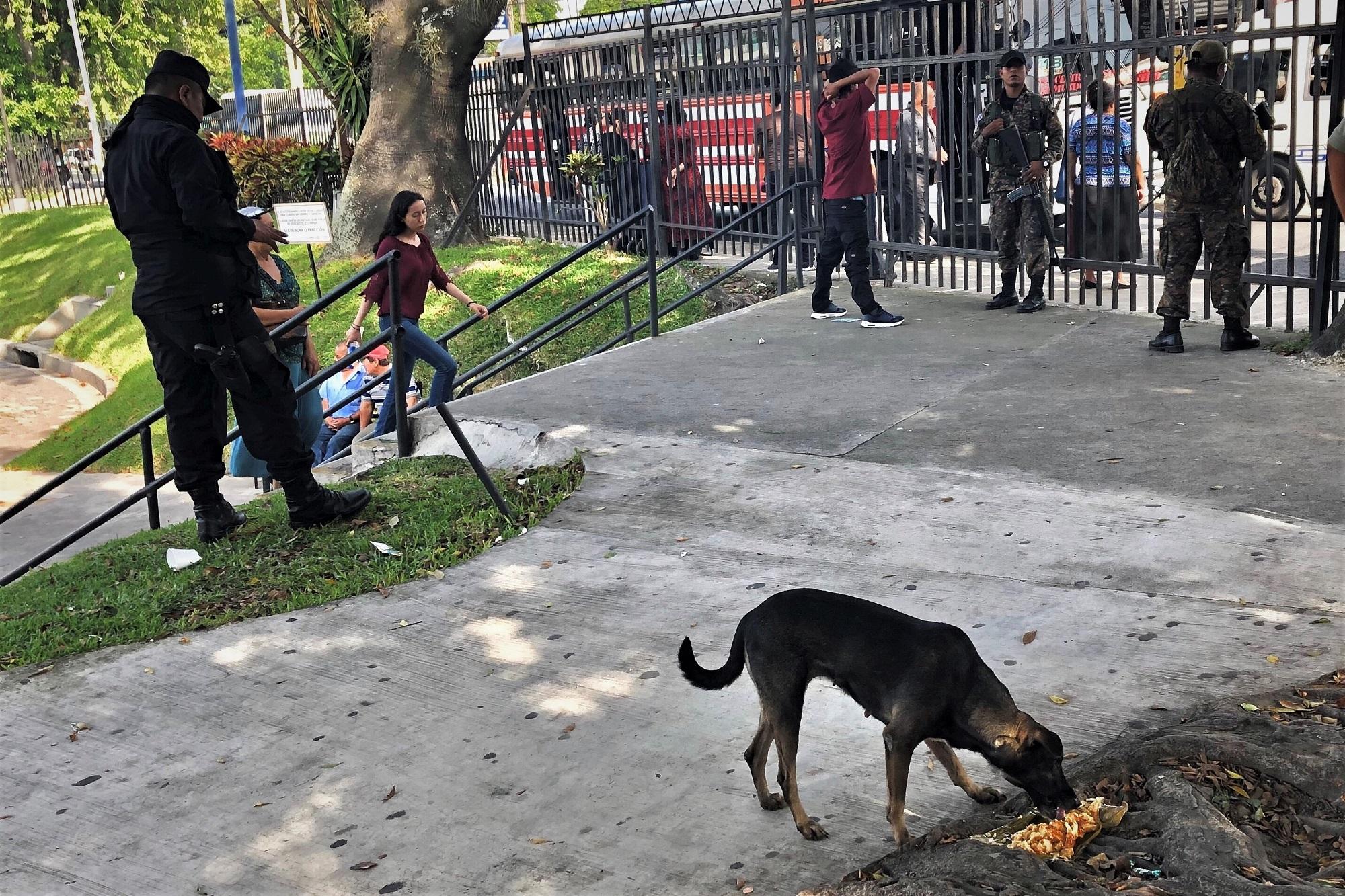 Una perra como dos tamales que unas mujeres le dejaron mientras las fuerzas de seguridad registran a un joven en la entrada peatonal del centro comercial Unicentro Soyapango. Foto de El Faro: Roberto Valencia.