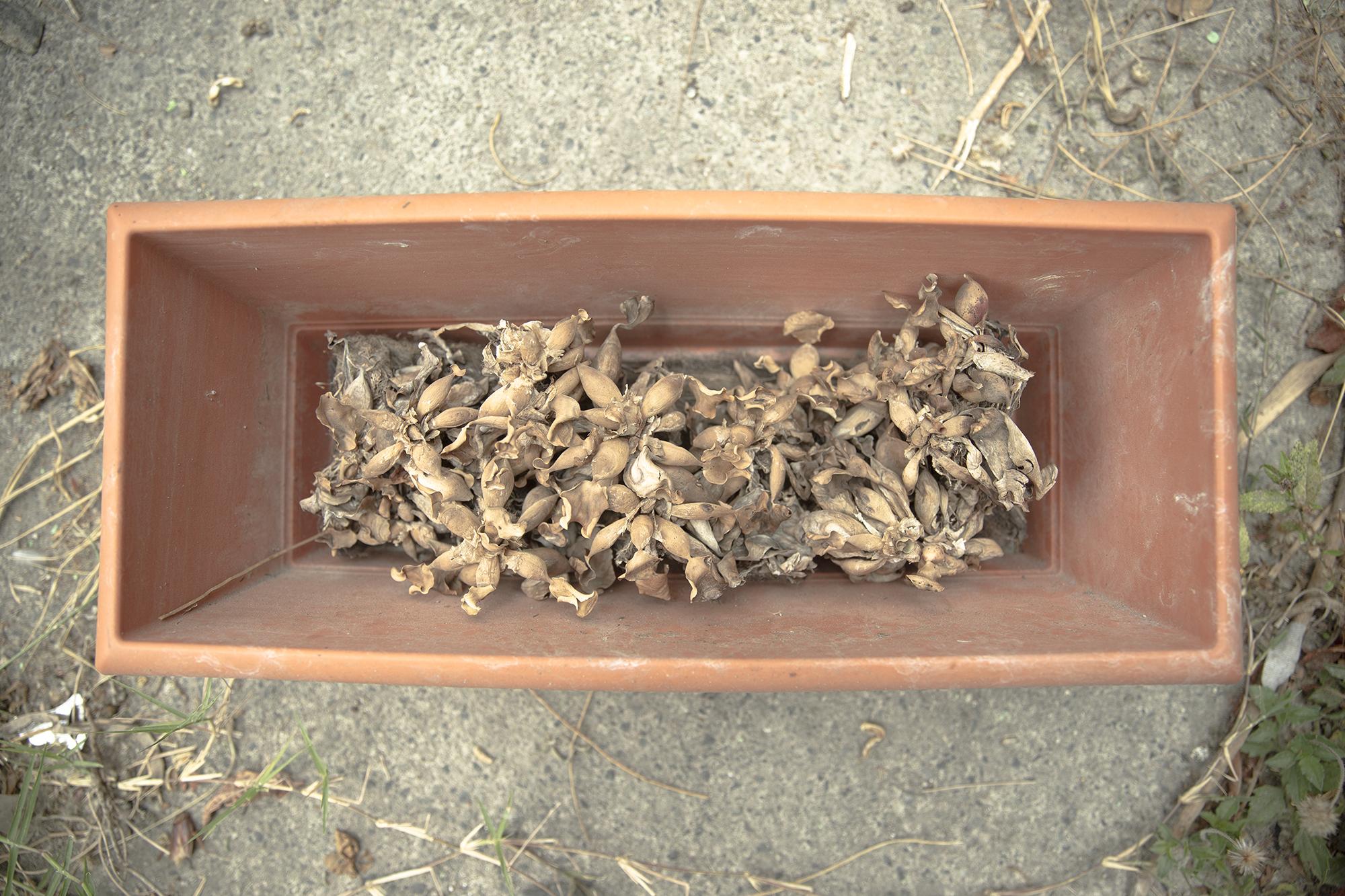 A pot of dried lilies in the yard of a nurse living in the San Ernesto community. Foto: Carlos Barrera/El Faro