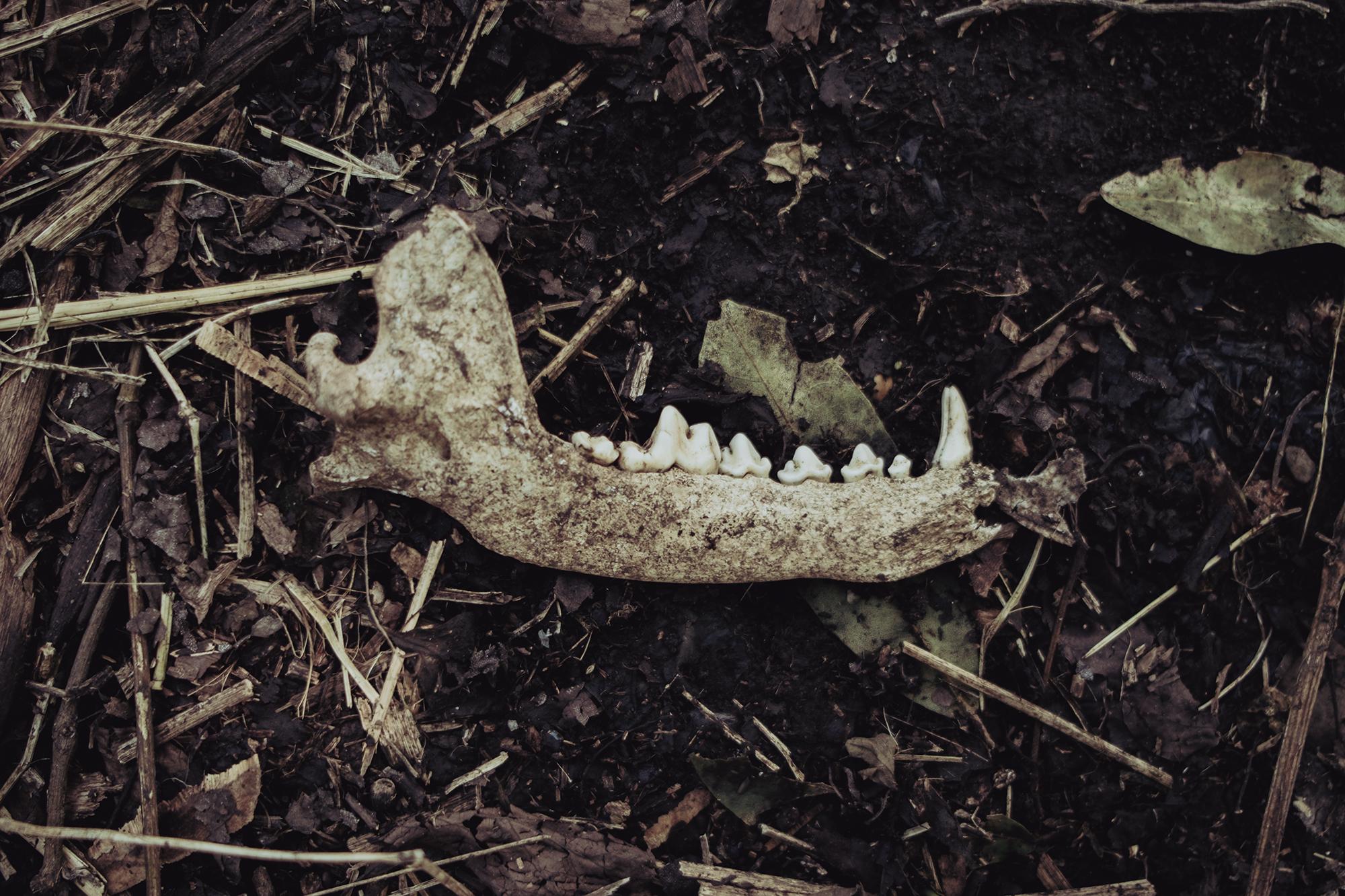 The area occupied by the 100 families was formerly an informal landfill where people from the city left their waste. The trash is still visible today along the outskirts of the community. Nestled between the tents was this jawbone. 