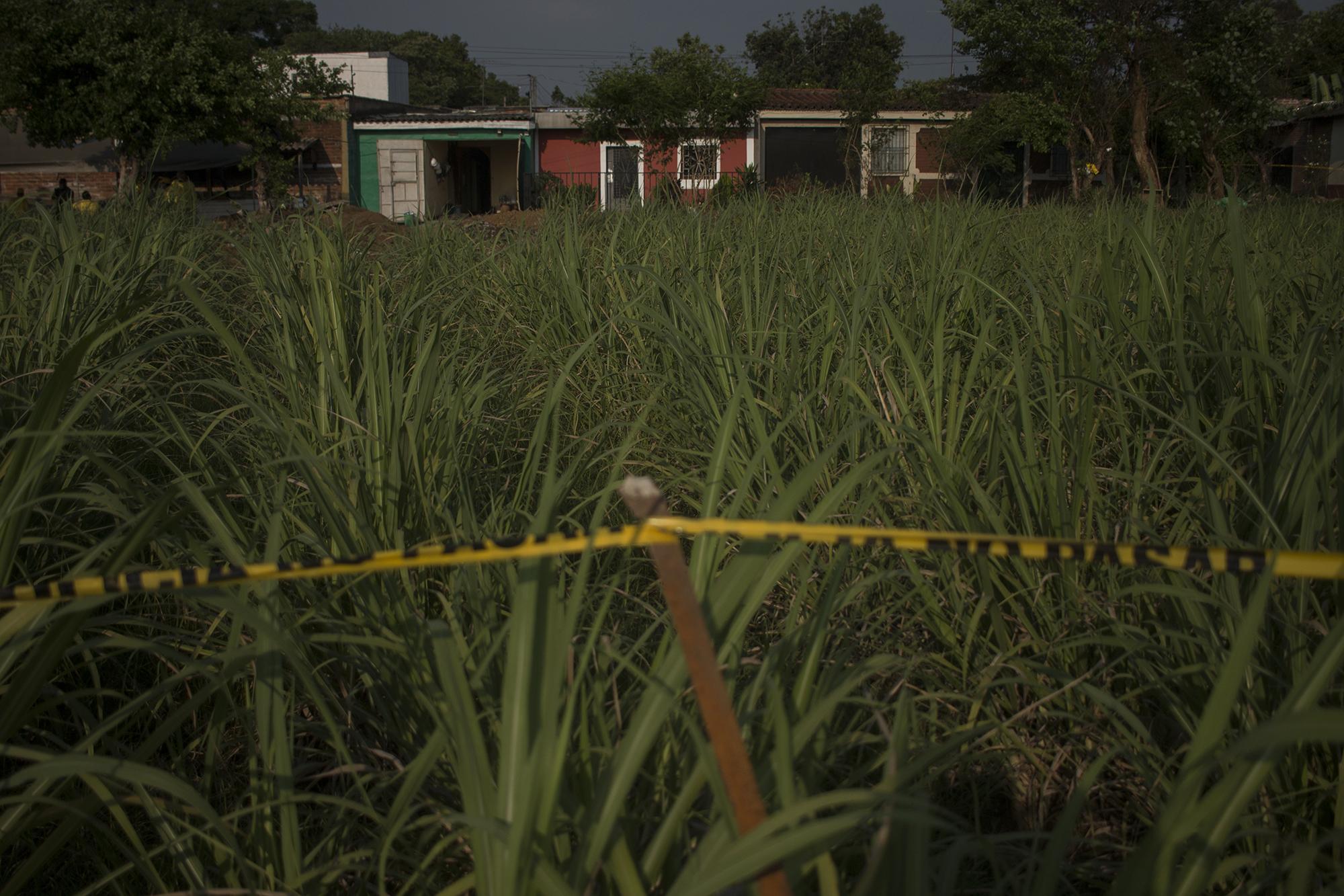 La casa de Hugo Osorio está rodeada de cultivos de caña, entre comunidades controladas por la pandilla MS-13. . Foto de El Faro: Víctor Peña. 