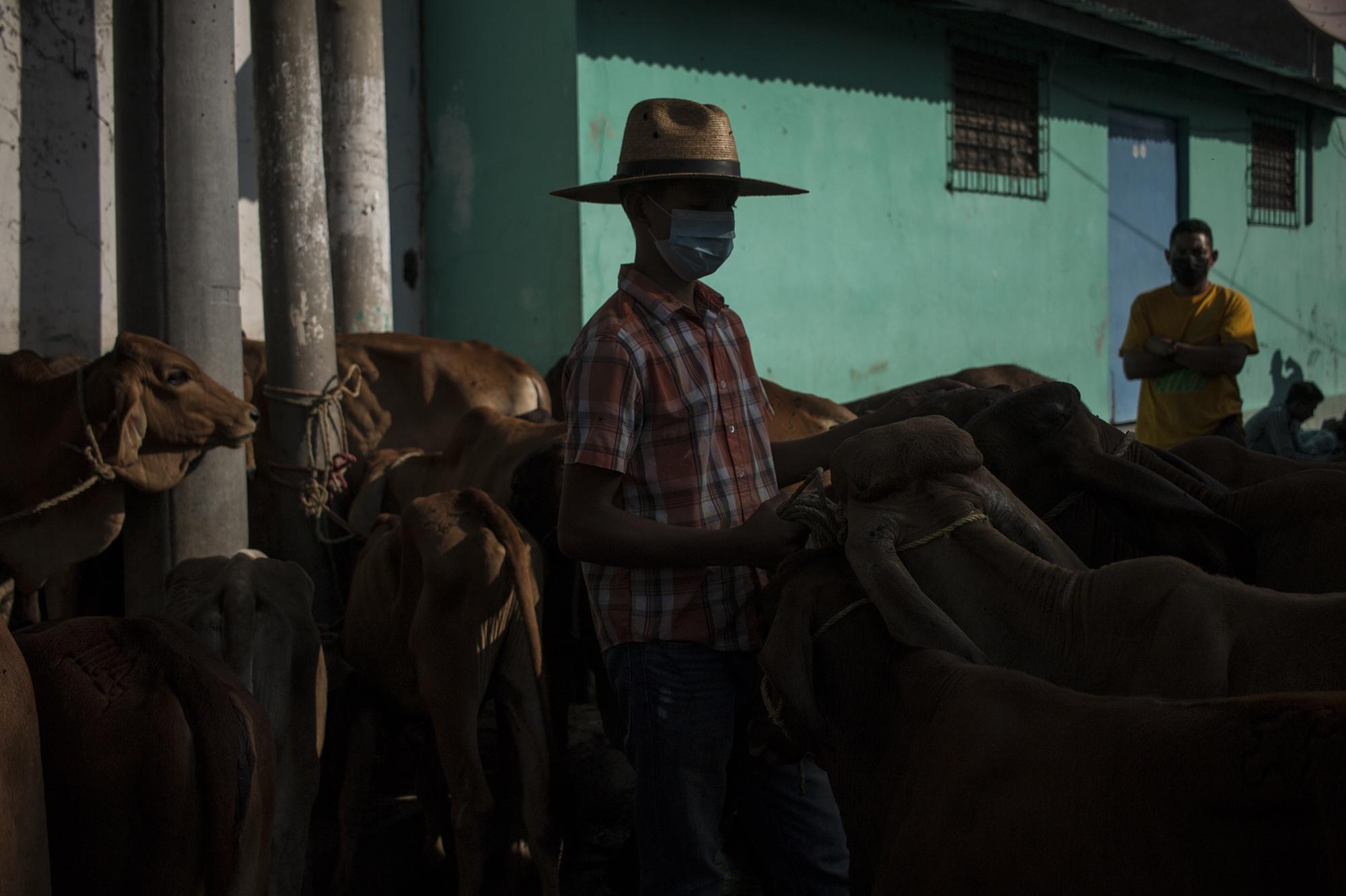 Josué Castro, de 15 años  es un comerciante de ganado. Todos los sábados llega con su padre para vender y comprar. Josué es habitante de la zona rural del municipio de San Rafael Cedros y aprovecha el fin de semana para ganar unos $40, que le abastecen para sus gastos semanales en la escuela.