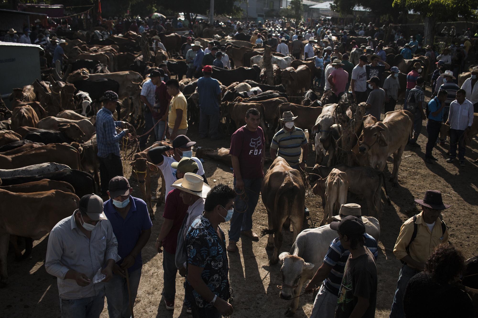 Every Saturday, starting at 6 a.m., ranchers, farmers and small vendors arrive at the municipal market in San Rafael Cedros, in the department of Cuscatlán, to sell their pigs, livestock, chickens, dogs, goats, and even show horses. Some come in trucks full of animals; others, in public transportation, and some by foot.