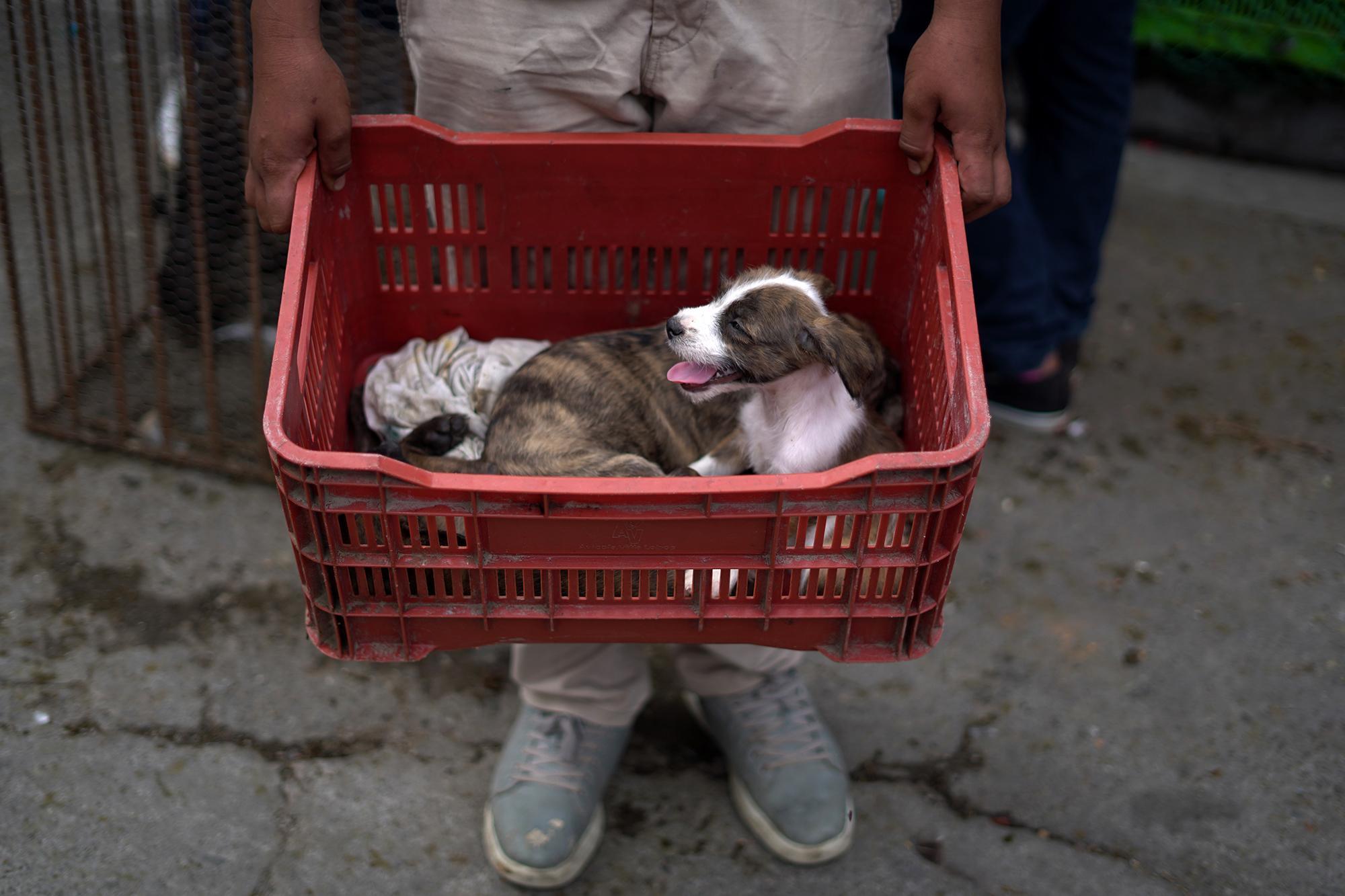 Máveric Sánchez, 15, a resident of Tonacatepeque, arrived at 7 a.m. to sell his puppies, four small dogs of two and a half months, which he says are a mix of Pitbull and French bulldog. It wasn’t until 9 a.m. that he sold one for $10. Máveric knows the business. Since he was little, he’s been coming with his father to buy and sell livestock in the tiangue at San Rafael Cedros. “Today I’m only here to sell, but if someone gives me a chicken, I’ll give them a puppy, but the chicken has to be free-range,”  Máveric says with his basket in hand.