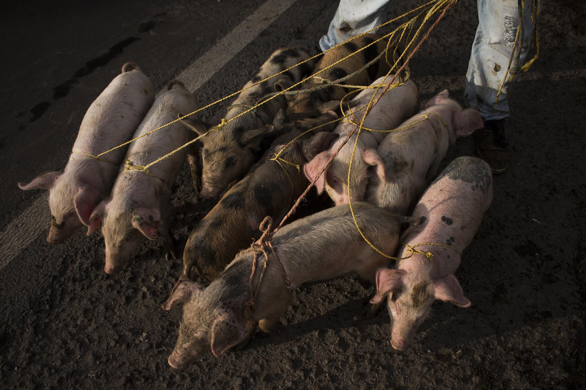 A trader moves a litter of pigs that he bought in the tiangue. He paid $20 for each one and he will try to profit $5 for each after reselling them at other tiangues throughout the week in the municipalities of El Tránsito and Nueva Guadalupe in the San Miguel department; Aguilares, in the San Salvador department; Ilobasco, Cabañas department; and Santiago Nonualco, La Paz department.