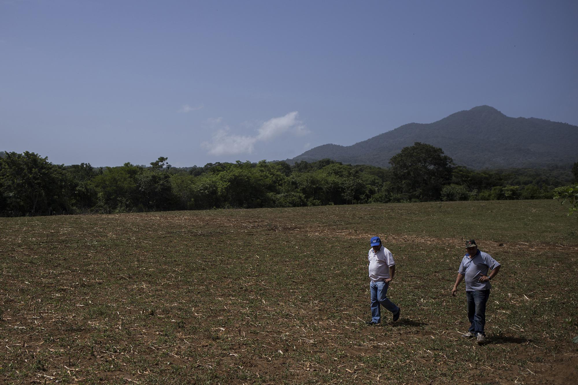 Ricardo Flores Sánchez y José Horacio Hernández, agricultores del departamento de Usulután, caminan en un terreno de dos manzanas, devastado por la sequía que ha permanecido por más de 40 días, en este cantón del municiío de Jucuapa. Foto de El Faro, por Víctor Peña.