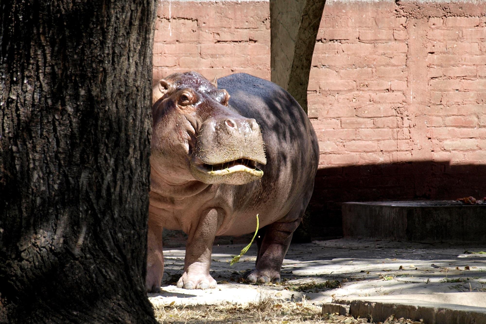 Gustavito, el hipopótamo del Zoológico Nacional de El Salvador. Fotografía tomada el 1 de diciembre de 2012.