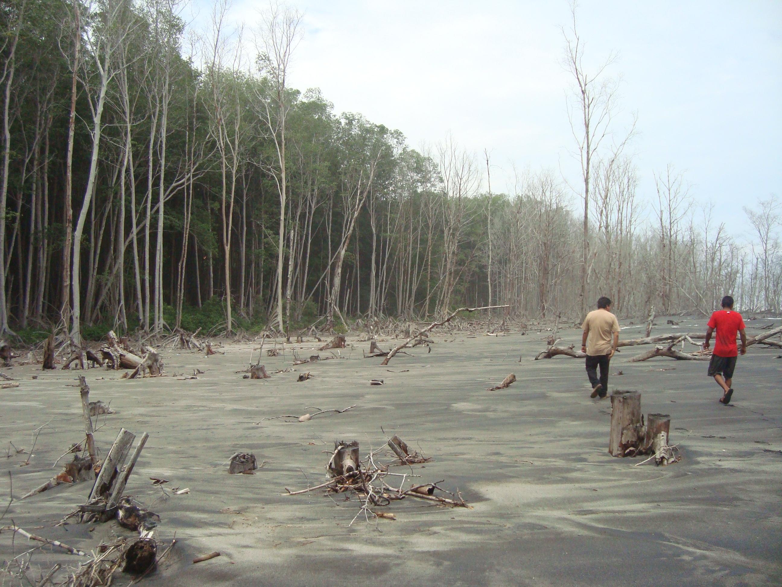 The deteriorating mangroves in the Bosque Salado of Jiquilisco Bay, Usulután. Courtesy CESTA Amigos de la Tierra