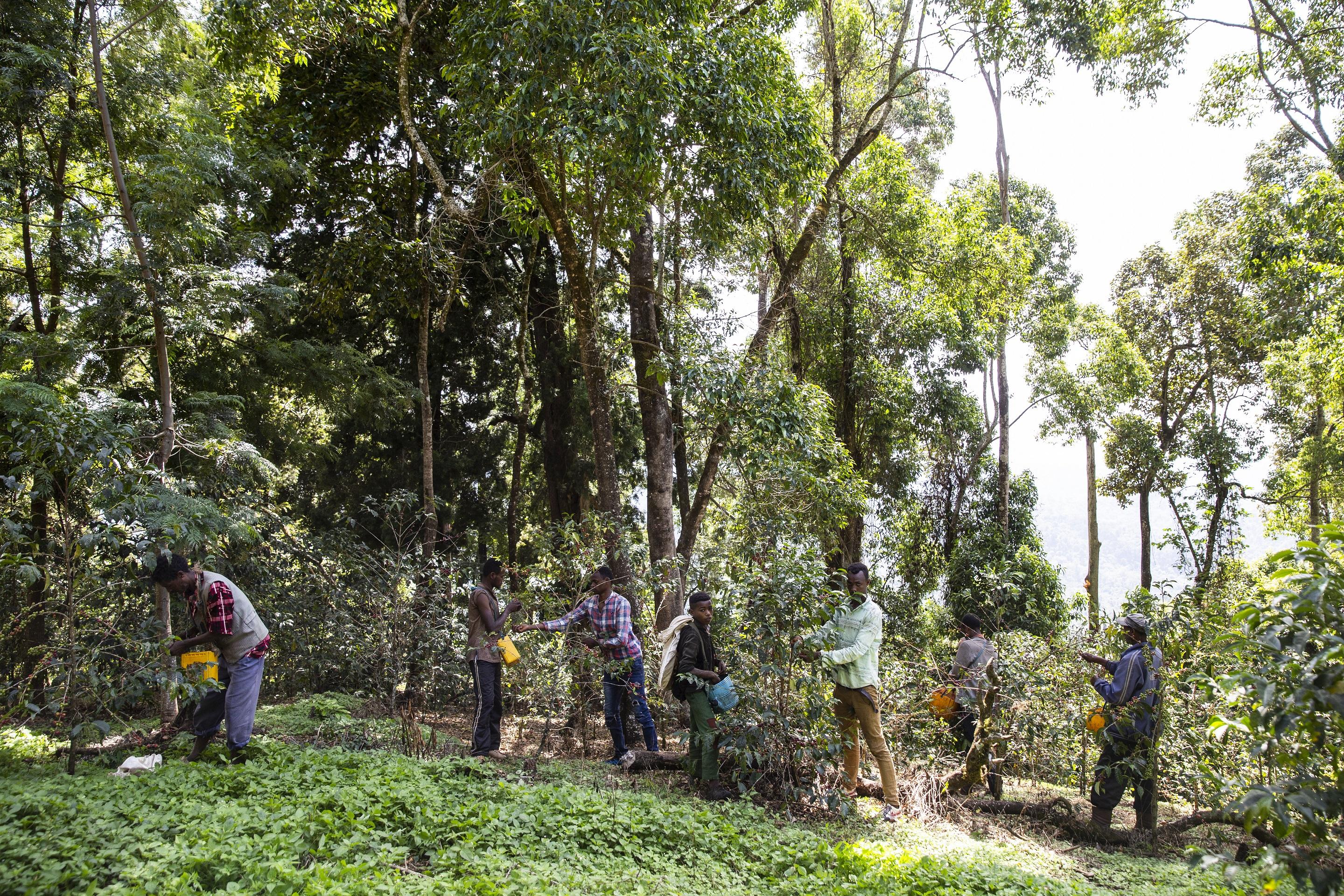 Coffee production in an endemic forest at Limmu Kossa coffee farm.