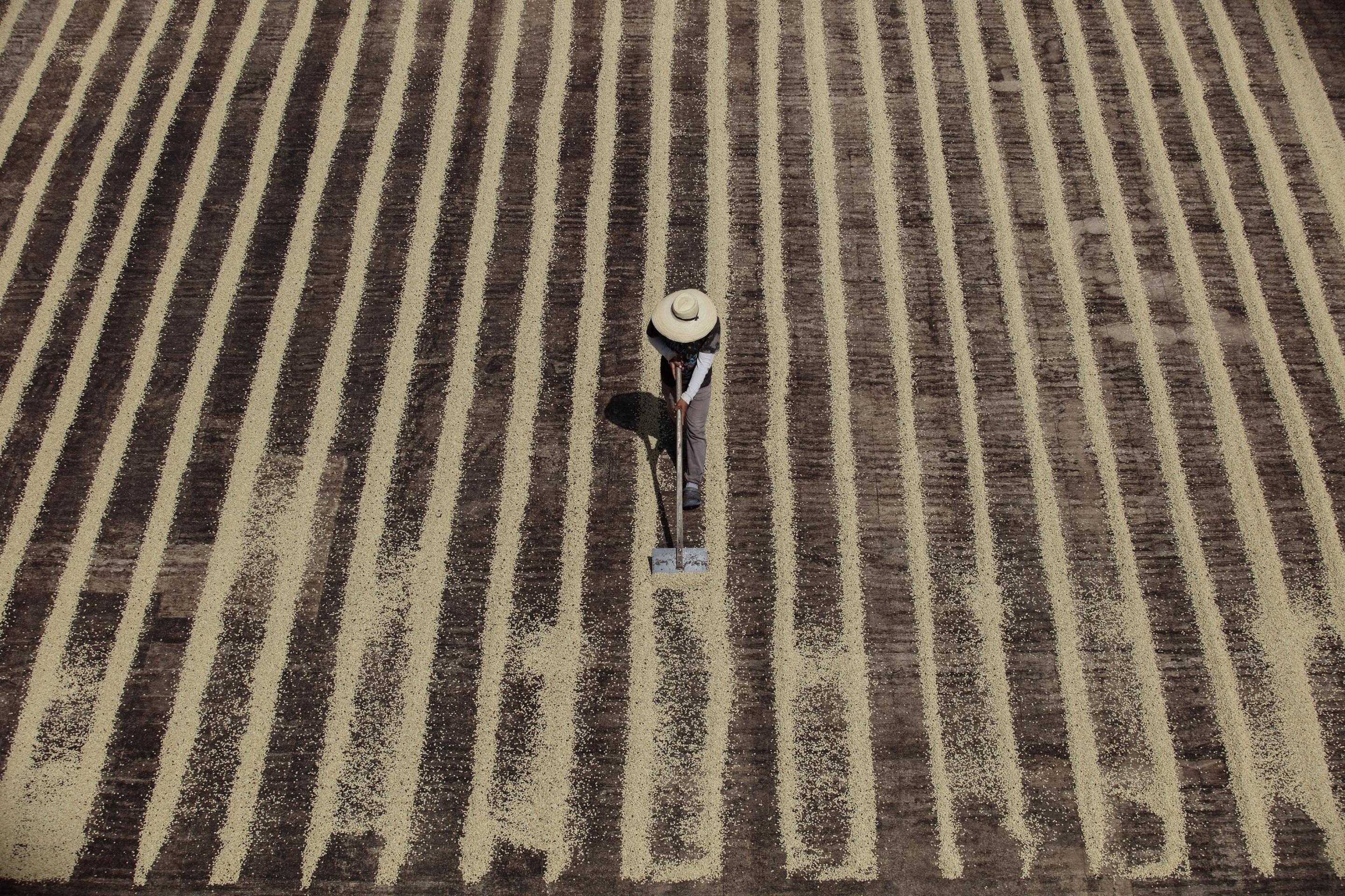 Different types of processed coffee is seen drying in the patios of El Manzano Coffee processing plant in Chalchuapa, Santa Ana, El Salvador. This facility is property of Cuatro M, Single Origin Coffees that supplies quality Salvadoran coffee to BELCO in France.