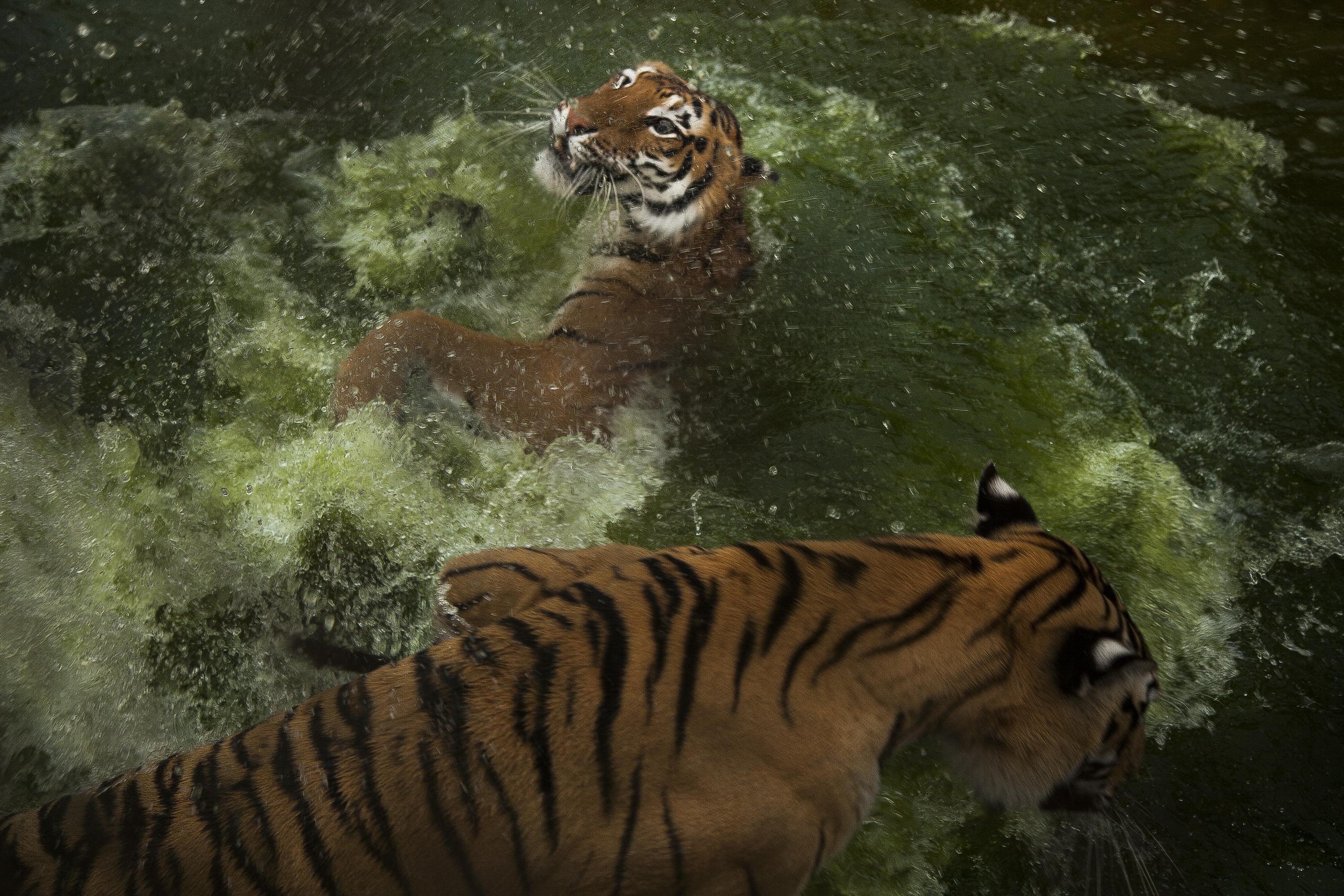 The 21 Bengal tigers in Joya Grande are, without a doubt, the main draw for tourists. Each consumes between 15 and 20 pounds of chicken per day — a hight cost that used to be paid with illicit cash. Photo: Víctor Peña/El Faro