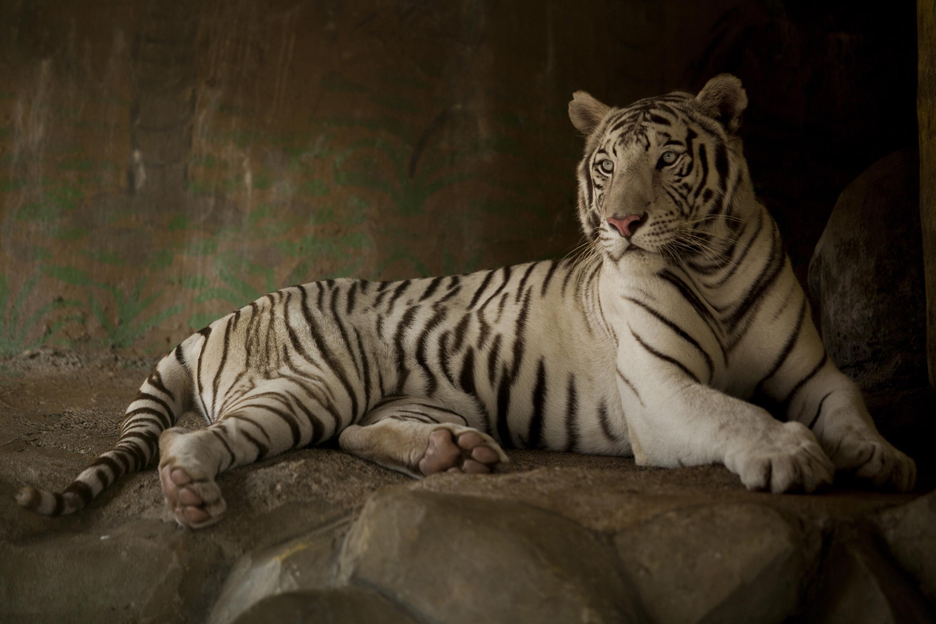 One out of five albino tigers rests in its cage. Each feline in the Joya Grande Zoo eats between 15 and 20 pounds of chicken, pork, and horse per day. Photo by Víctor Peña, El Faro